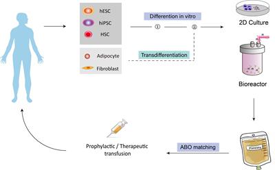 In vitro Generation of Megakaryocytes and Platelets